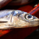 Причину замора рыбы в Усть-Майском районе установят эксперты