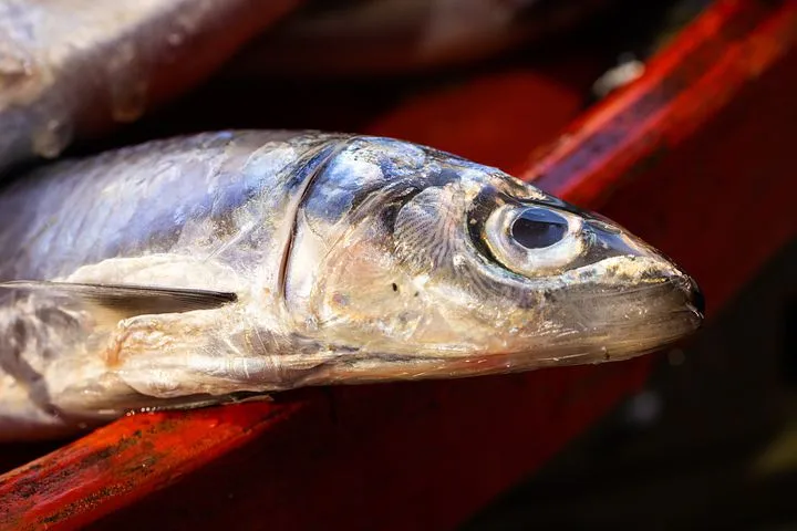 Причину замора рыбы в Усть-Майском районе установят эксперты