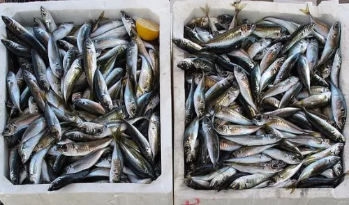 В Якутии изучат перспективы развития товарного рыбоводства