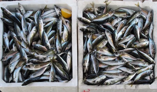 Производство деликатесов из северной рыбы наладит новый резидент АЗРФ в Якутии
