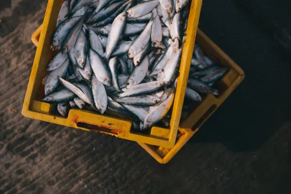 Для хранения ценной северной рыбы в Республике Саха нарастят морозильные мощности