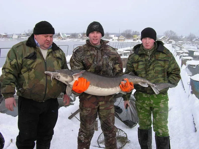 фотография продукта Свежемороженая и копченая рыба из Якутии